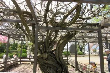 Fuji tree