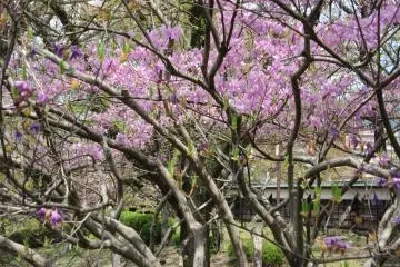Azalea in bloom