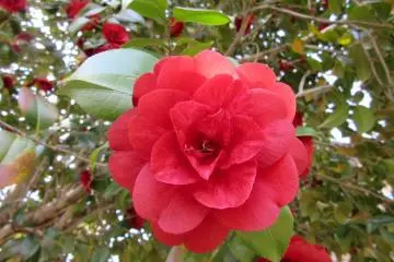 Red camelia
