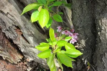Spring leaves and flowers