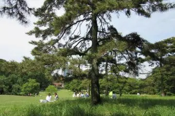 Tokyo Walks: Yoyogi Park