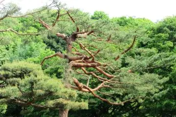 Pohon pinus