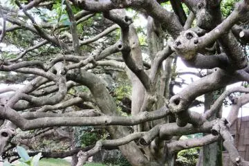 Pohon yang tampak fantastik
