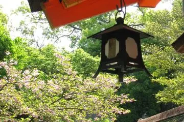 A lantern and sakura