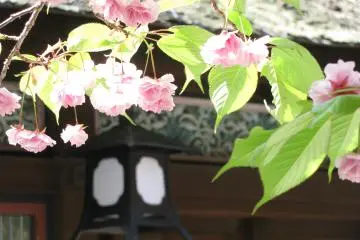 Beautiful sakura