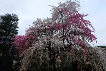 ซากุระตรงกลางสวน