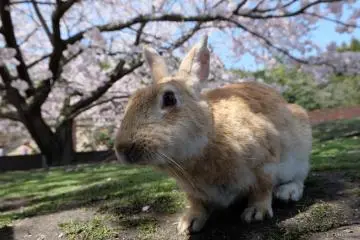 น่ารักน่าชัง