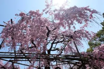 ต้นซากุระขนาดใหญ่ในเดือนเมษายน