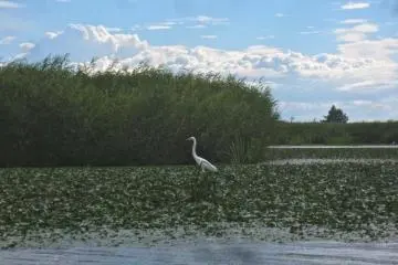 A white heron fishes in the shallows