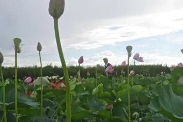 The hadzu can grow to almost a meter in height above the lake surface
