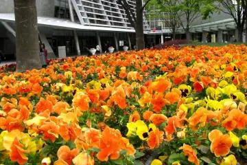 Beautiful flower beds around the rest zone
