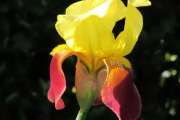 Iris