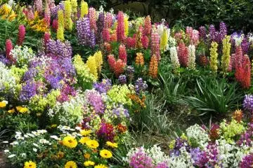 Bunga beraneka jenis dan warna