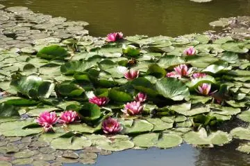 Bunga teratai di kolam
