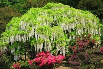 White fuji and azalea