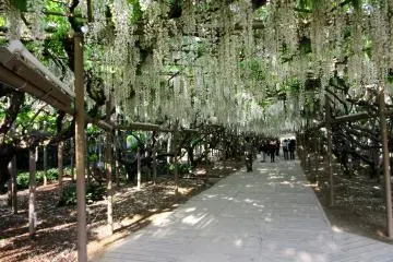 Jalan setapak fuji