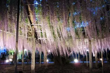 Fuji yang cantik