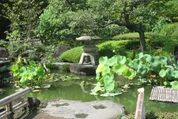Traditional garden pond and a stone lantern