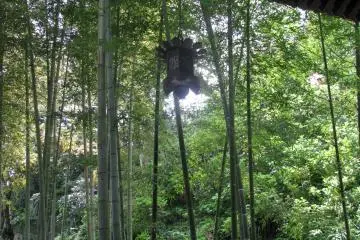 Bamboo brushwood