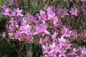 Azalea in bloom