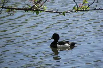 Real duck