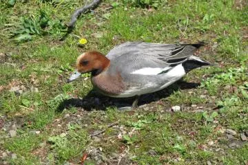 There are different ducks around the area