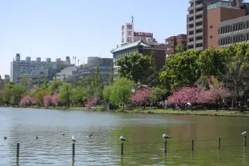 Shinobazu pond