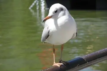 Brave seagull