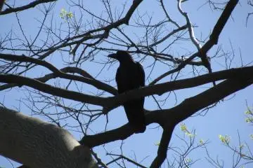 Many crow live in the park