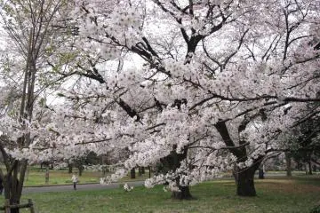 Tokyo Walks: Koganei Park