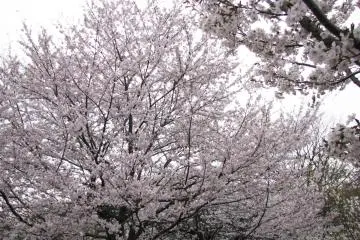 Sakura is an amazing sight