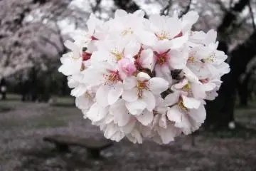 Very beautiful and delicate flowers