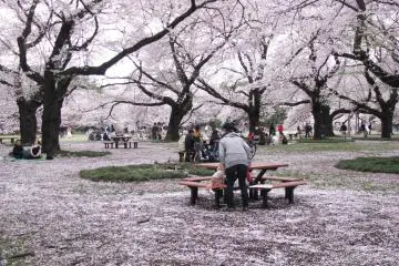 Hanami is falling down