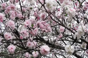 Pink and white sakura