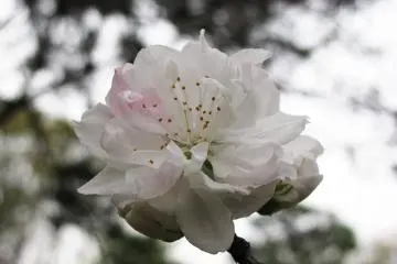Sakura in twilight was unearthly beautiful!