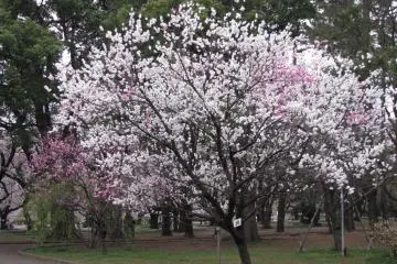 Pink and white together