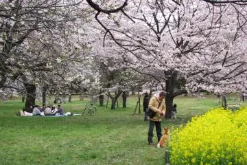 People take pets to Koganei park