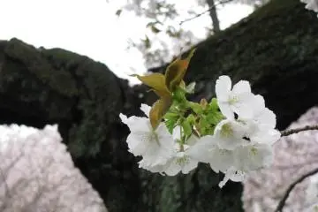 I like the contrast of sakura's trunk and blossoms