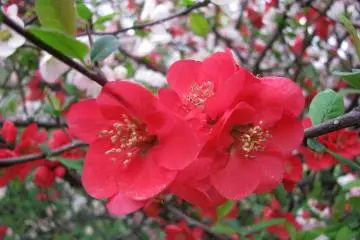 Some bright blooms