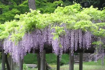 Spring is always marked by blooming fuji