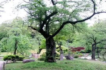 Graphic shape of the tree
