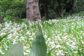 In the spring, the garden is full of flowers