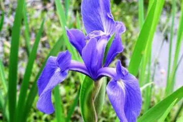 Gorgeous iris