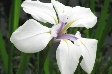 Each flower is unique