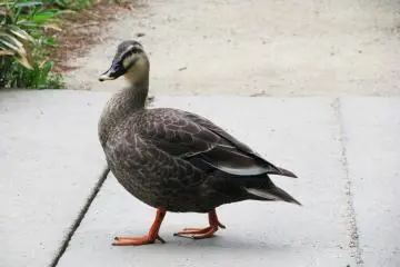 The garden's inhabitant