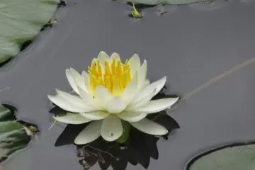 Water lily 
