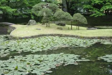 The pond with water lilies