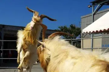 The Goat Fights at Sesoko Jima