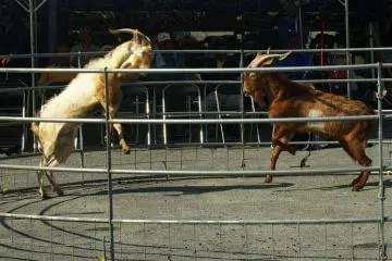 No matador required (Photo: <a href="http://www.mikesryukyugallery.com/-/mikesryukyugallery/" target="_blank" rel="noreferrer noopener nofollow">MIchael Lynch</a>)