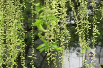 Young leaves